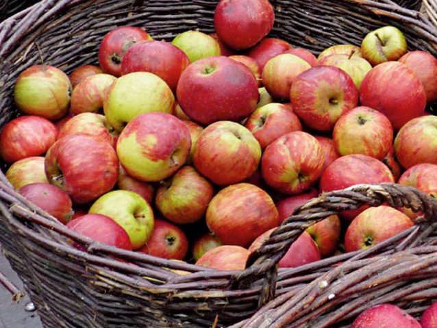 Äpfel